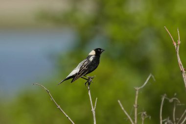 Bobolink (Dolichonyx oryzivorus). During breeding season, this species prefers open grasslands with a moderate litter layer and standing residual vegetation.