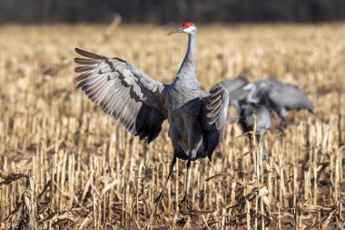 Dancing Sandhill crane (Antigone canadensis)  a few days before the flight to the south.