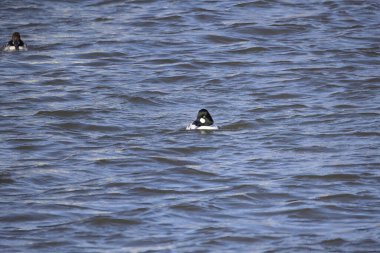 Nehirdeki yaygın altın göz (Bucephala clurla), drake.