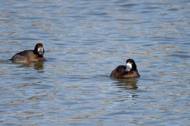 The greater scaup (Aythya marila) diving duck, migrating bird on Lake Michigan in winter