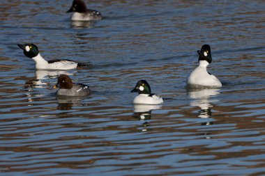 The flock of common Goldeneye (Bucephala clangula), drake on the river.