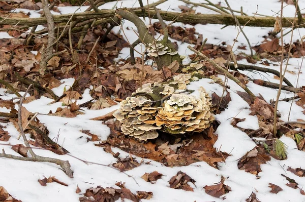 The Wood-destroying fungi growing on old trunks and stumps
