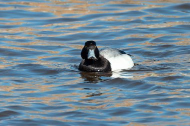 The greater scaup (Aythya marila) diving duck, migrating bird on Lake Michigan in winter
