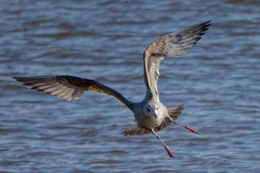 Young herring gull (Larus argentatus) in flight