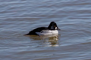 Nehirdeki yaygın altın göz (Bucephala clurla), drake.