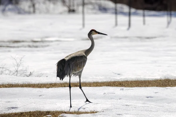 The sandhill crane(Antigone canadensis) in the snow at the end of winter . Native American bird a species of large crane of North America
