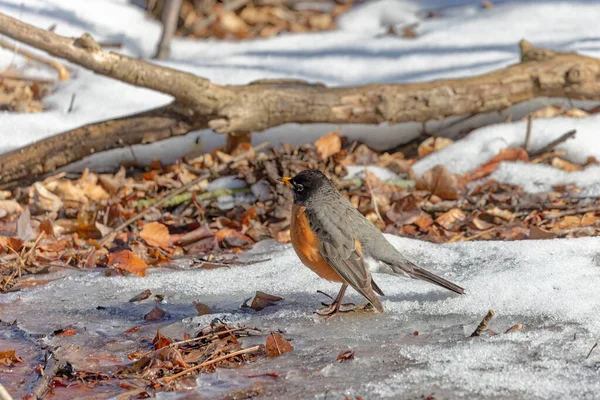 Amerikanisches Rotkehlchen Turdus Migratorius Vögel Auf Nahrungssuche Schnee Park — Stockfoto