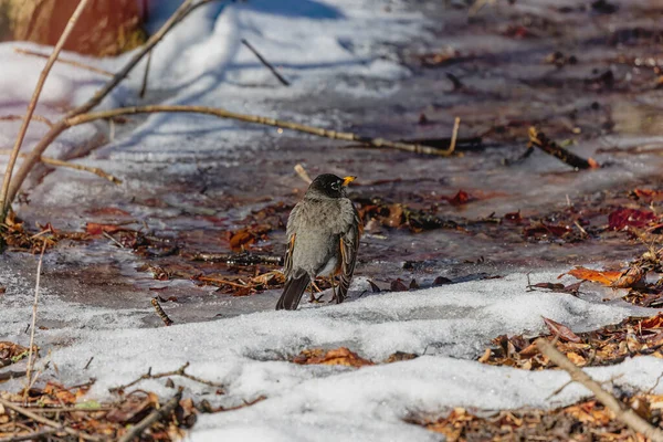 Amerikan Bülbülü Turdus Migratorius Parkta Yiyecek Arayan Kuşlar — Stok fotoğraf