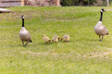 Kanada kazı (Branta canadensis). Bir çift Kanada Kazı ve Meadow 'da kaz sürüsü