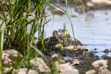 Wilson 's snipe (Gallinago delicata), Kanada ve Amerika Birleşik Devletleri' nin kuzeyindeki bataklık, tundra ve ıslak çayırların sakini.