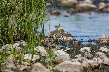 Wilson 's snipe (Gallinago delicata), Kanada ve Amerika Birleşik Devletleri' nin kuzeyindeki bataklık, tundra ve ıslak çayırların sakini.