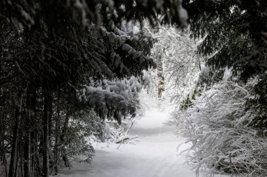 Wisconsin 'de yeni karla kaplanmış ağacın park dallarına yeni yoğun kar yağdı.
