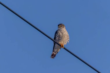 The Merlin (Falco columbarius), juvenile bird.  Is a small species of falcon. Natural scene from Wisconsin. Can catch birds larger than itself, but hunts insects and smaller prey. 