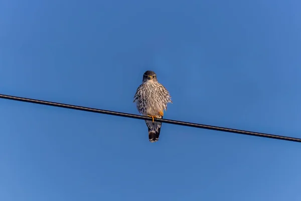 Merlin Falco Columbarius Juvenile Bird Small Species Falcon Natural Scene — Zdjęcie stockowe