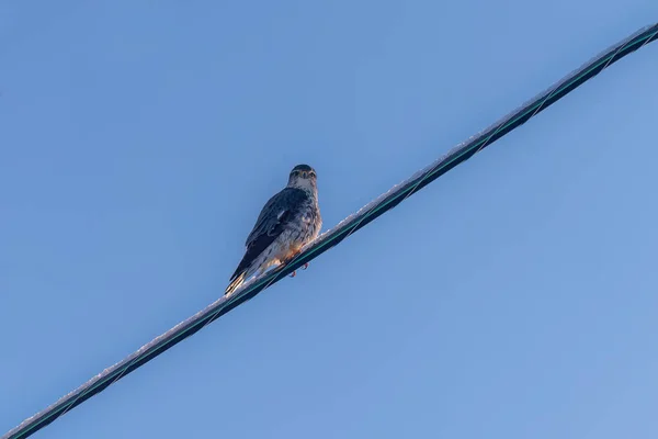 Merlin Falco Columbarius Juvenile Bird Small Species Falcon Natural Scene — Zdjęcie stockowe