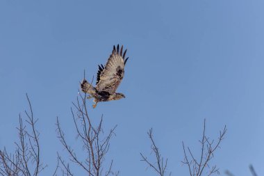 Kaba bacaklı akbaba (Buteo lagopus), uçan atmaca olarak da bilinir..