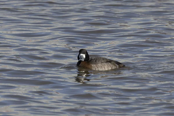 Greater Scaup Aythya Marila River Wisconsin Winter Migration North — Stock Photo, Image