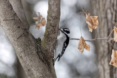 (Dryobates ergenliği) Kuzey Amerika 'nın en küçük ağaçkakanı..