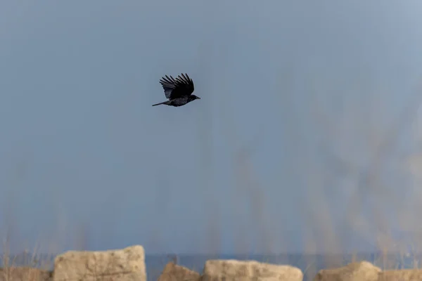 Американская Ворона Corvus Brachyrhynchos Полете — стоковое фото