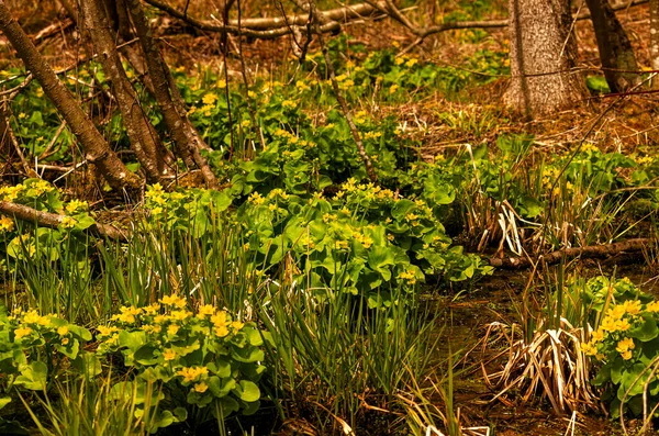 Marsh Marigold 숲에서 생산되는 크기의 다년생 허브이다 — 스톡 사진