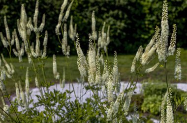 Black snakeroot (Actaea racemosa) known as the black cohosh, black bugbane or fairy candle. Plant native to eastern North America.