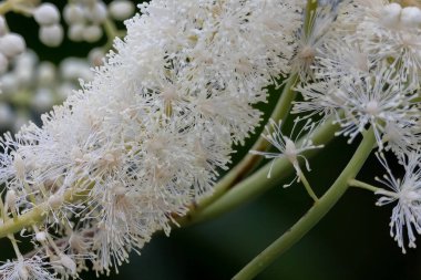 Black snakeroot (Actaea racemosa) known as the black cohosh, black bugbane or fairy candle. Plant native to eastern North America.