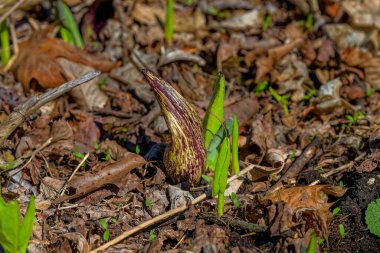 Kokarca lahanası (Symplocarpus foetidus), Wisconsin 'de ilkbaharda büyüyüp çiçek açan ilk yerel bitkilerden biridir..