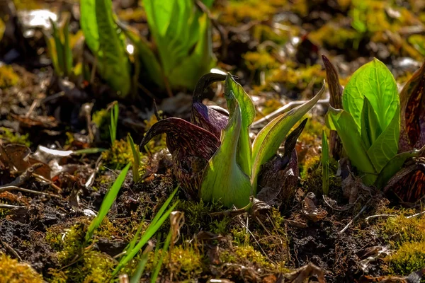 Kokarca Lahanası Symplocarpus Foetidus Wisconsin Ilkbaharda Büyüyüp Çiçek Açan Ilk — Stok fotoğraf