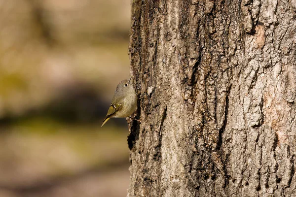 The ruby-crowned kinglet (Corthylio calendula). In the spring, woodpeckers make holes in a tree from which sweet sap flows.Other birds also fly to these places, drinking this sweet sap