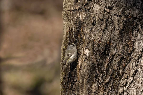 ルビー冠の王 コルティリオ カレンダー 春になると キツツキは甘い樹液が流れる木の穴を開け 他の鳥もこれらの場所に飛び この甘い樹液を飲みます — ストック写真
