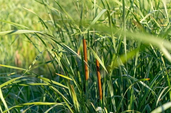 Breitblättriger Rohrkolben Typha Latifolia Ist Nordamerika Beheimatet Rohrkolben Rohrkolben Rohrkolben — Stockfoto