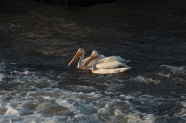 Amerikan Beyaz Pelikanları (Pelecanus erythrorhynchos) 