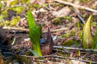 Doğu kokarca lahanası (Symplocarpus foetidus) Doğu Amerika 'nın yerli bitkisi. Amerikan yerlilerinin çeşitli kabileleri tarafından tıbbi bitki ve tılsım olarak kullanılıyor.