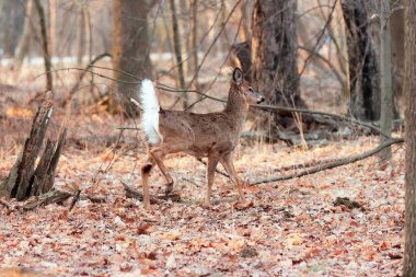 Beyaz kuyruklu geyik (Odocoileus virginianus), aynı zamanda ilkbahar ormanlarında beyaz kuyruklu geyik ya da Virginia geyiği olarak da bilinir.