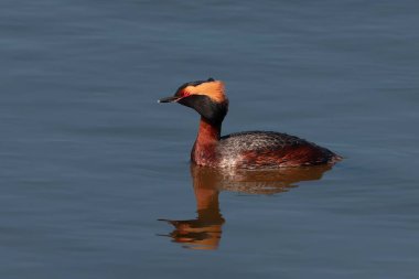 Üreme tüylerinde, ilkbaharda boynuzlu yunus (Podiceps auritus) veya Slavonya yunusu