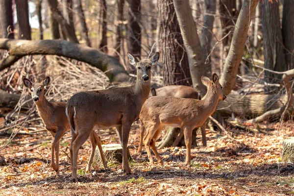 早春の森では白尾鹿やバージニア鹿とも呼ばれる白尾鹿 オドコイレイオス バージニウス — ストック写真