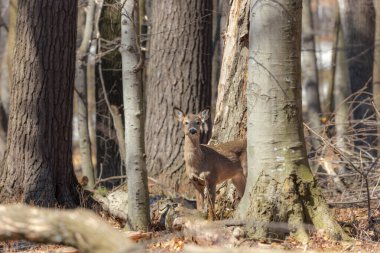 Beyaz kuyruklu geyik (Odocoileus virginianus), aynı zamanda ilkbahar ormanlarında beyaz kuyruklu geyik ya da Virginia geyiği olarak da bilinir.