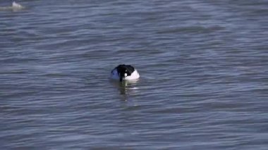 Nehirdeki yaygın altın göz (Bucephala clurla), drake.