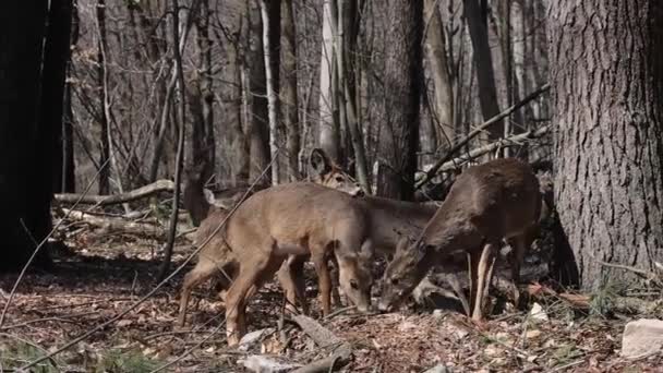 森の端にある白い尾をした鹿の群れです — ストック動画