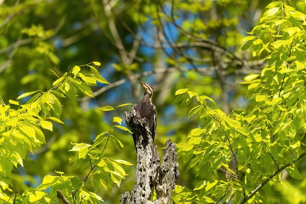 Der Buntspecht Dryocopus Pileatus Der Nordamerika Beheimatete Vogel Derzeit Der — Stockfoto
