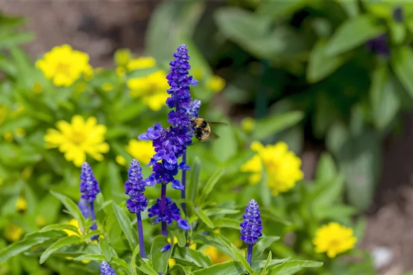 Kraliçe Buff Kuyruklu Bumblebee Bombus Terrestris Bahçede — Stok fotoğraf