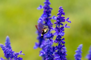 Sinekkuşu şahini - güve (Macroglossum stellatarum)