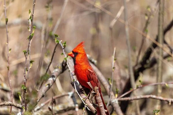 Der Nördliche Kardinal Cardinalis Cardinalis Männchen Frühling Auf Einem Ast — Stockfoto