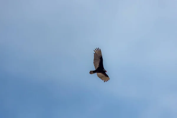 Turkey Vulture Cathartes Aura Flight — стоковое фото