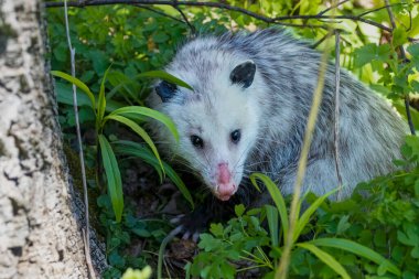 The Virginia opossum (Didelphis virginiana). clipart