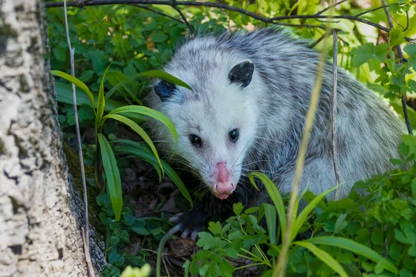 Virginia Opossum Didelphis Virginiana — Stockfoto
