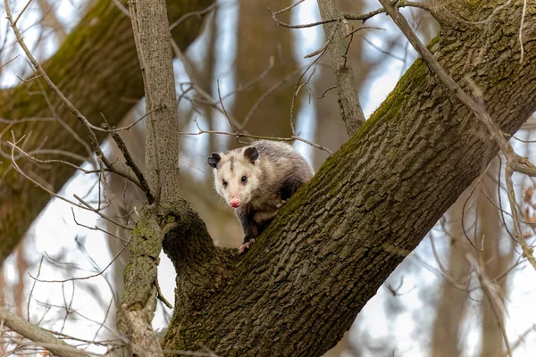 Virginia Opossum Didelphis Virginiana — Stok fotoğraf