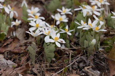 Sanguinaria canadensis, yaygın olarak Bloodroot olarak bilinir. Wisconsin Eyalet Parkı 'ndan doğal manzara.