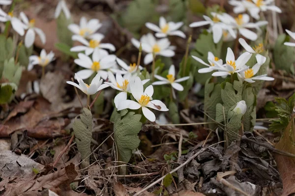 Sanguinaria canadensis, yaygın olarak Bloodroot olarak bilinir. Wisconsin Eyalet Parkı 'ndan doğal manzara.