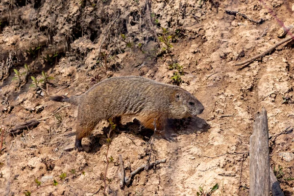 Groundhog Marmota Monax Також Відомий Woodchuck — стокове фото